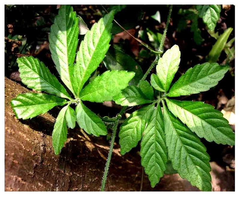 Công dụng sức khỏe của giảo cổ lam