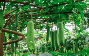 Thực Đơn Đầy Hấp Dẫn Với Mướp