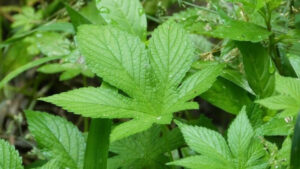 Nguồn gốc và đặc điểm của cây giảo cổ lam