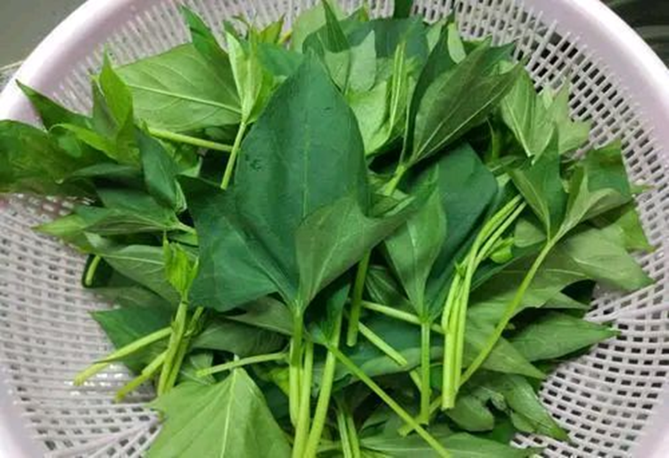 Cần Tây