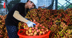 Lợi ích sức khỏe của vải thiều
